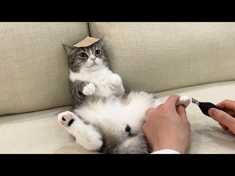 頭にシールを貼ると猫が無抵抗になるらしいのでやってみたらすごすぎた…(YouTube)