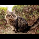 モフモフ猫の隠れ家に訪問したら・・・(YouTube)
