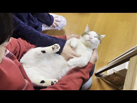 膝の上でヘソ天になるには少々無理があった猫(YouTube)