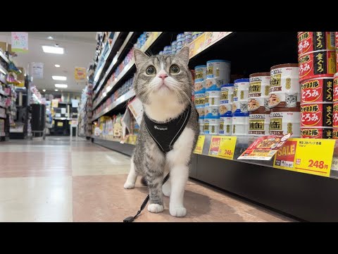 お店を丸ごと貸し切って猫と一緒に買い放題したら最高すぎました笑(YouTube)