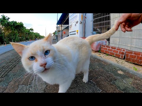 自販機の裏から野良猫がモフられに出てきた(YouTube)
