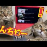 猫が自分の鳴き声を聞いたらどんな反応になるのか？【喋る猫】(YouTube)