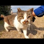 植込みの裏で寝ていた野良猫、近づくと起きてモフられにきた(YouTube)
