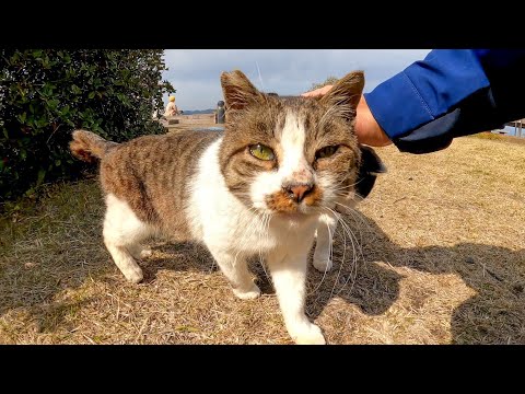 植込みの裏で寝ていた野良猫、近づくと起きてモフられにきた(YouTube)