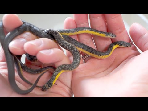 我が家で生まれた子蛇の現在(YouTube)