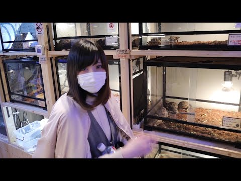 カメが飼いたい妻と爬虫類ショップへ・・・(YouTube)