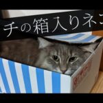 【猫動画】ウチの箱入りネコ〜にゃんともパレード〜#139(YouTube)