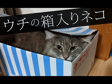 【猫動画】ウチの箱入りネコ〜にゃんともパレード〜#139(YouTube)
