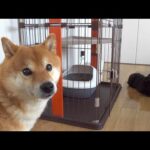 妹達が暴走してたので柴犬の親分に仲裁を頼んでみた。(YouTube)
