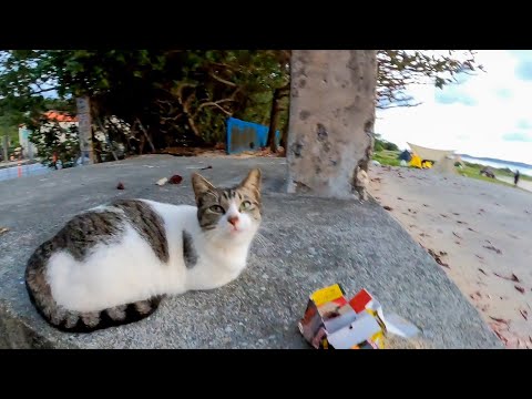 夕暮れのビーチでノンビリ夕焼けを眺める野良猫をナデナデしてきた(YouTube)