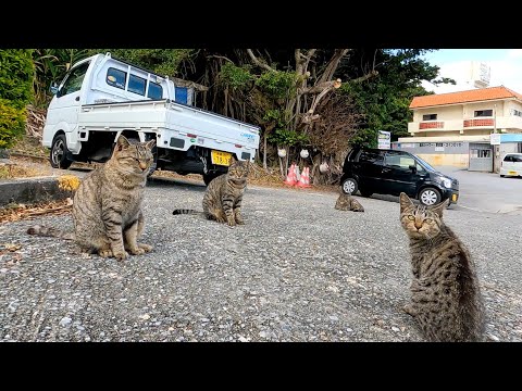海辺の駐車場にいた野良猫一家がカワイイ(YouTube)