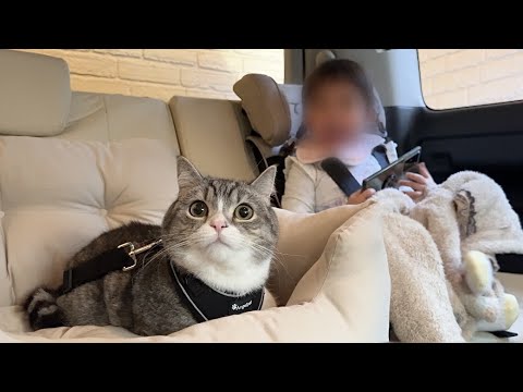初めてお嬢と猫が一緒にドライブしたらまさかの展開になりましたw(YouTube)
