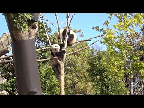 パンダのもり 2022年3月19日10時撮影(YouTube)