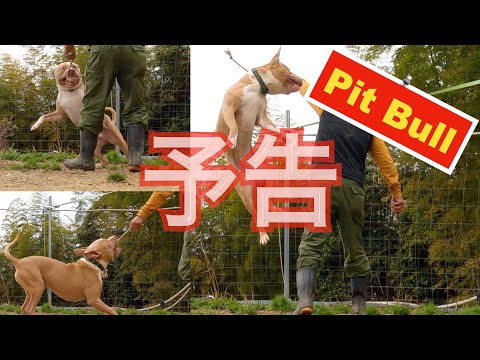 【予告】恐ろしいピットブルの執着❗️❗️(YouTube)
