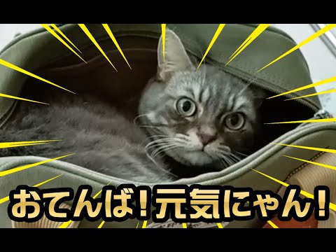 【猫動画】おてんば！元気にゃん！〜にゃんともパレード〜#140(YouTube)