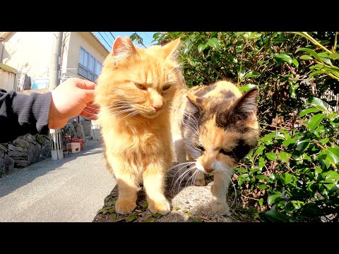 可愛い猫達が堤防の上をトコトコと歩いてモフられにやって来た(YouTube)