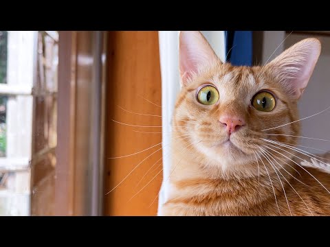 バードウォッチング中に鳥の数が増えた時の茶トラ猫の顔が可愛すぎた♥(YouTube)