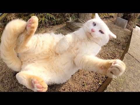 上機嫌な白猫がスキップをしながらモフられに来た(YouTube)