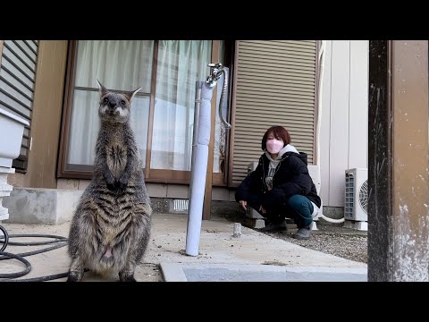 初めてのお外に大興奮し過ぎるカンガルーのポッケくん(YouTube)