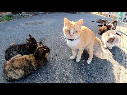 猫島に行ったら、猫の大群が日向ぼっこをしていた(YouTube)