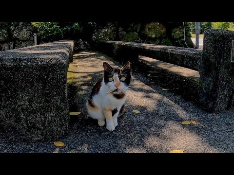 海辺の公園で見掛けた三毛猫、近づくと逃げられる(YouTube)