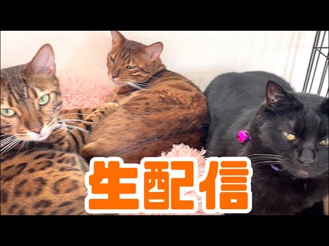 【生配信3/13】パパさん不在のためナナを狙っていく生配信🐈‍⬛📹(YouTube)
