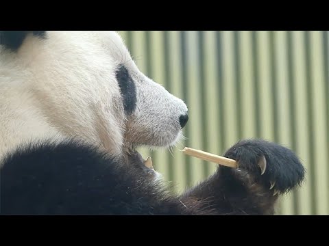 東園パンダ舎（シャンシャン）2022年3月21日10時30分撮影(YouTube)