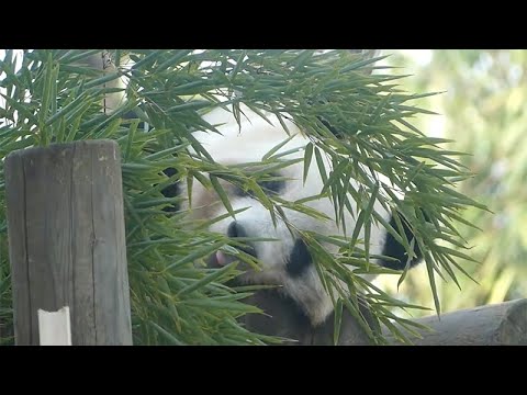 東園パンダ舎（シャンシャン）2022年3月10日10時30分撮影(YouTube)