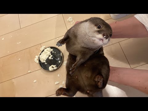 肉と魚大好きのカワウソに豆腐をあげたら、思わぬ展開に Giving Tofu to an Otter Leads to an Unexpected Turn of Events(YouTube)