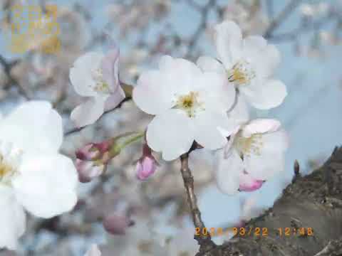 井の頭自然文化園 花ごよみ動画 ソメイヨシノの開花(YouTube)