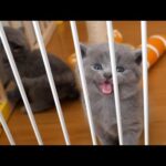 The cutest kitten meow ever(YouTube)
