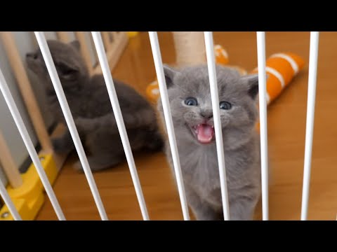 The cutest kitten meow ever(YouTube)