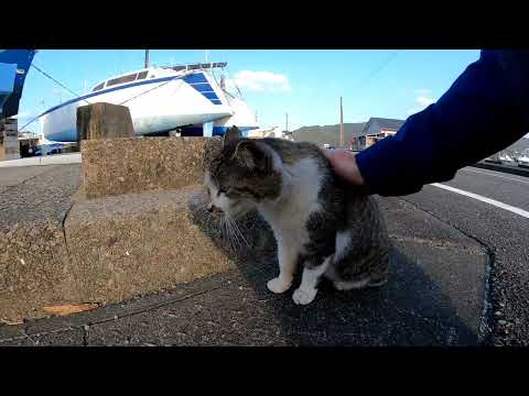 【今週のボツ動画】短い野良猫動画まとめて公開-unreleased video of this week-2022/3/2w(YouTube)