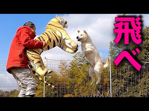 噛む紀州犬と虎のぬいぐるみで遊んで見たら大変な事になった(YouTube)