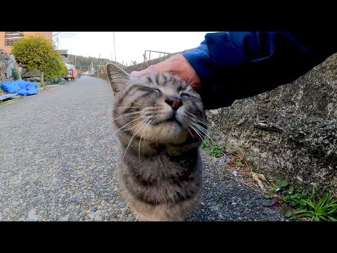 漁港を歩いていると野良猫がいたので撫でると付いてくるようになった(YouTube)