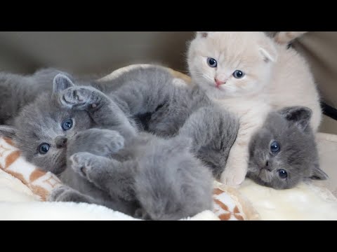 Kittens are now out of the house(YouTube)