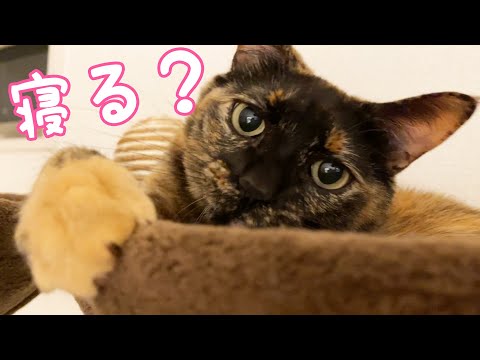 夜寝るまでの猫たちの過ごし方はこんな感じ！(YouTube)