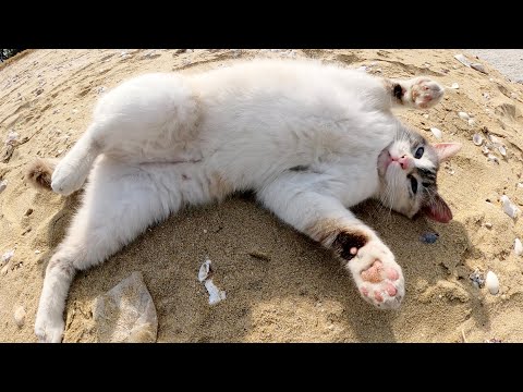 可愛らしい猫が砂浜でゴロンゴロンと転げ回って遊ぶ(YouTube)