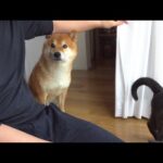 大好きな人が帰ると、寂しげな瞳で見送り続ける柴犬。(YouTube)