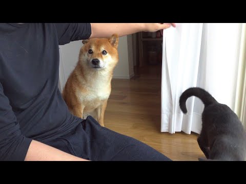 大好きな人が帰ると、寂しげな瞳で見送り続ける柴犬。(YouTube)