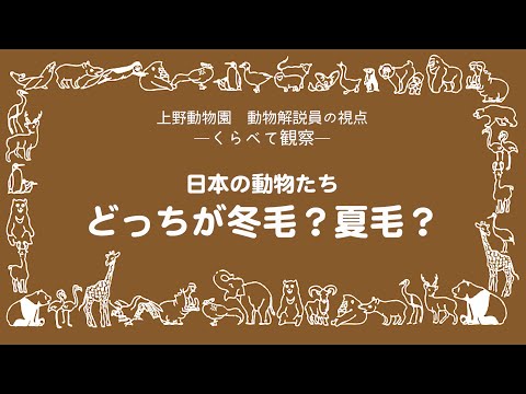 くらべて観察：どっちが冬毛？夏毛？(YouTube)