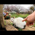 アニメみたいな庭園の猫はちょっと警戒心強め?!(YouTube)