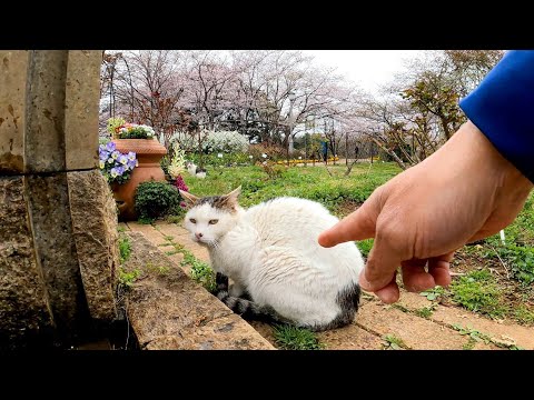 アニメみたいな庭園の猫はちょっと警戒心強め?!(YouTube)
