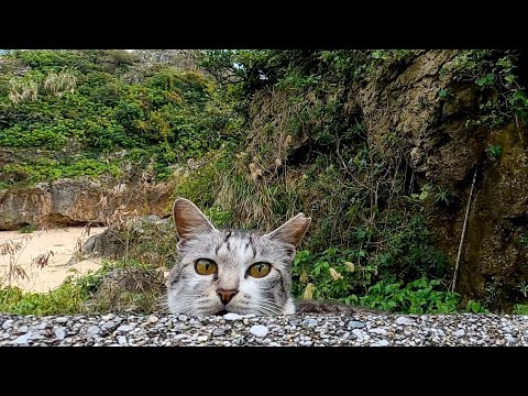 歩道に集まっている野良猫達が可愛過ぎる(YouTube)