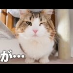 猫の目が腫れ上がってしまったので病院にいきました(YouTube)