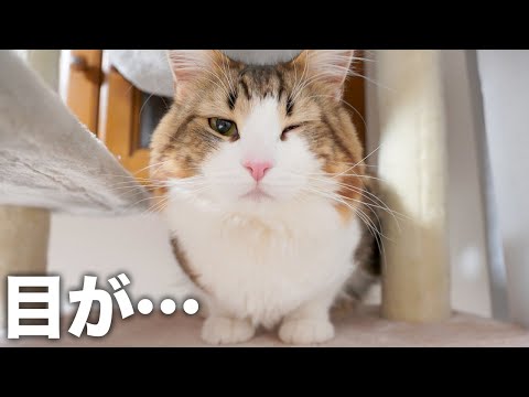 猫の目が腫れ上がってしまったので病院にいきました(YouTube)