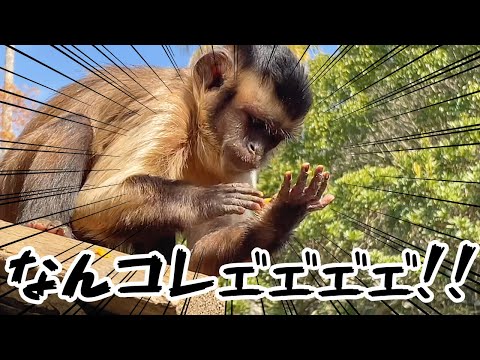 初見の果物を手にした猿の反応がコチラですw(YouTube)