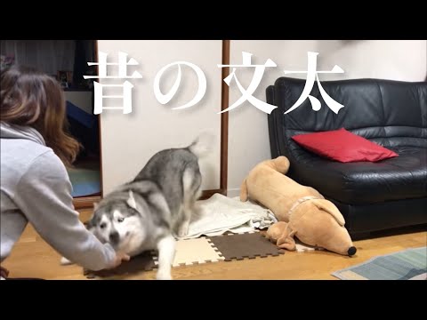 ジャーキーを見たら正気を保てなかった若かりし時代の文太(YouTube)