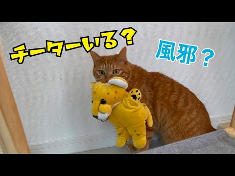 風邪を引いた飼い主にお見舞いをするか悩む猫がかわいい！(YouTube)