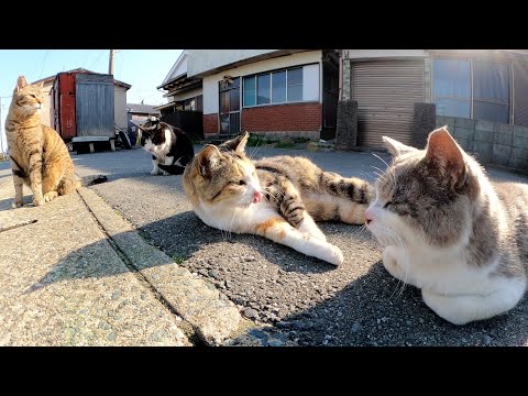 猫島の入り口で観光客をお出迎えする猫の軍団(YouTube)
